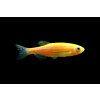 Danio orange